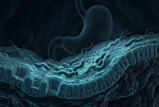Helicobacter pylori und Magenkrebs: Was die neue Studie zeigt